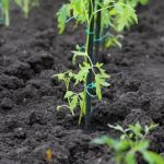 The Best Tips and Tricks for Your Garden Success