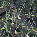 Best Mulch for Vegetable Gardens in St Louis Mo Organic Pine Bark Mulch - Ideal for Vegetable Gardens in St. Louis, Missouri