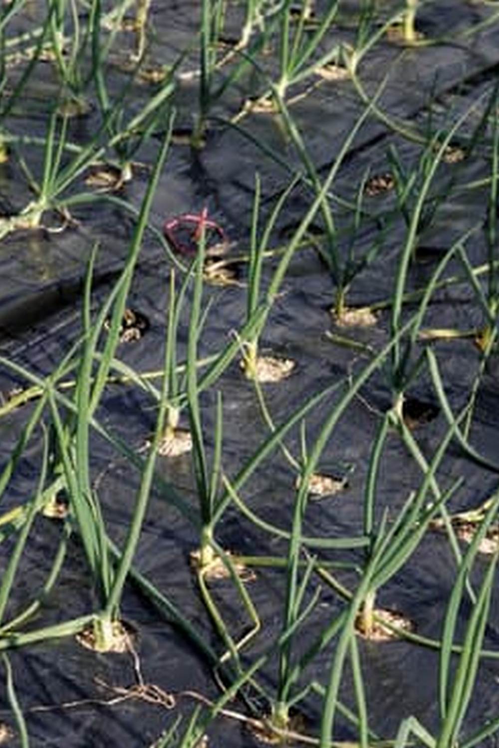 Organic Pine Bark Mulch - Ideal for Vegetable Gardens in St. Louis, Missouri