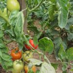 natural fertilizer for healthy, organic produce