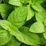 Expert tips for a successful and bountiful harvest