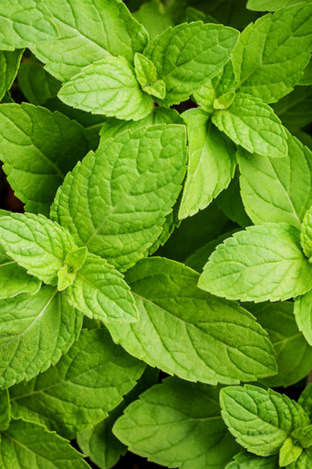 Expert tips for a successful and bountiful harvest