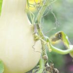 Lush summer vegetable garden in Texas, with ripe produce and vibrant greenery
