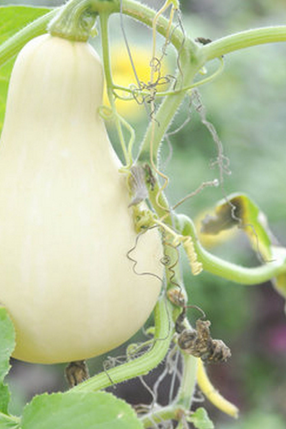 Lush summer vegetable garden in Texas, with ripe produce and vibrant greenery