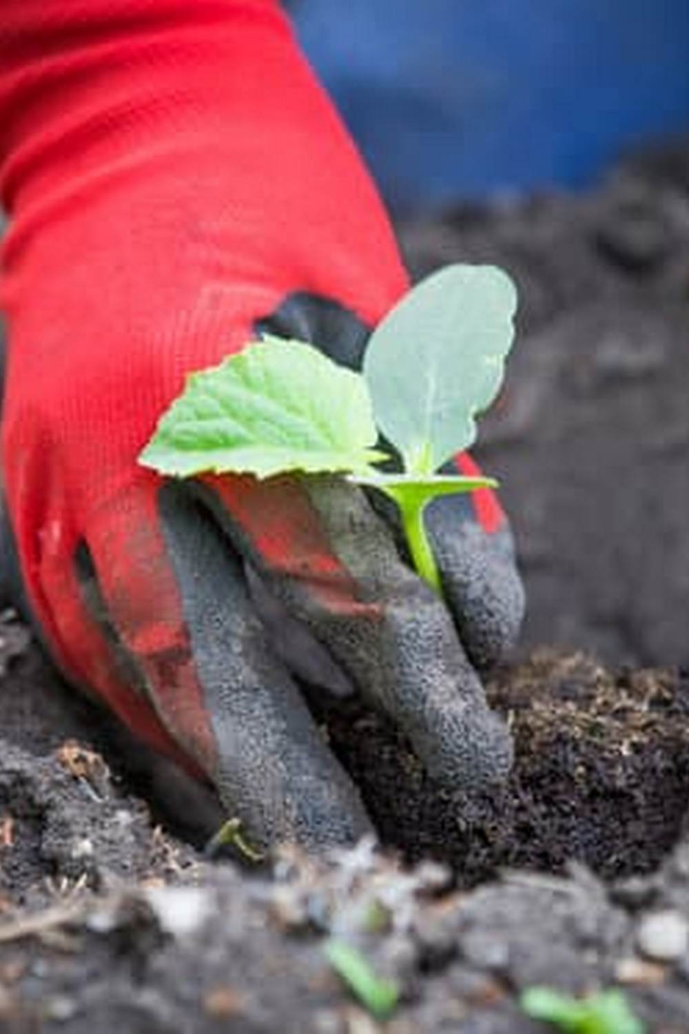 Thriving community vegetable gardens in Perth, providing sustainable, fresh produce for local residents