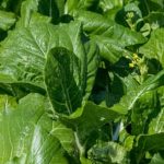 Cheap Container Vegetable Gardening Ideas