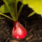 Thriving vegetable garden in India - Tips and tricks for home vegetable gardening