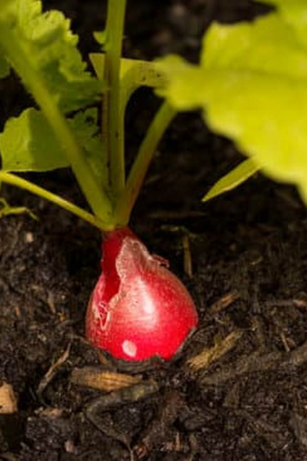 Thriving vegetable garden in India - Tips and tricks for home vegetable gardening