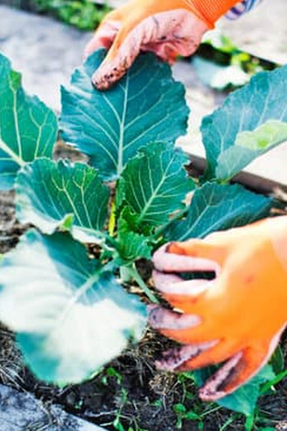 Flourishing preen and vegetable gardens showcasing beautiful blooms and bountiful produce