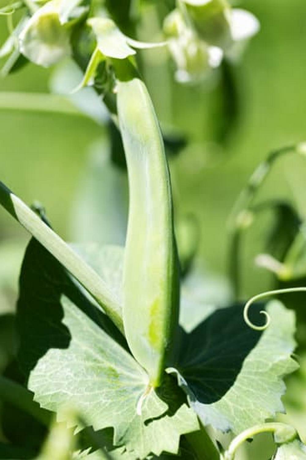 Growing a Variety of Crops in a Warm Climate