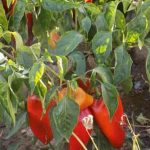 Vegetable Gardening With Lorraine Raised Garden Beds Utilizing Raised Garden Beds for Maximum Yield