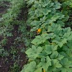 Protect your crops with our top-rated covering for vegetable gardens – the best choice for healthy plants