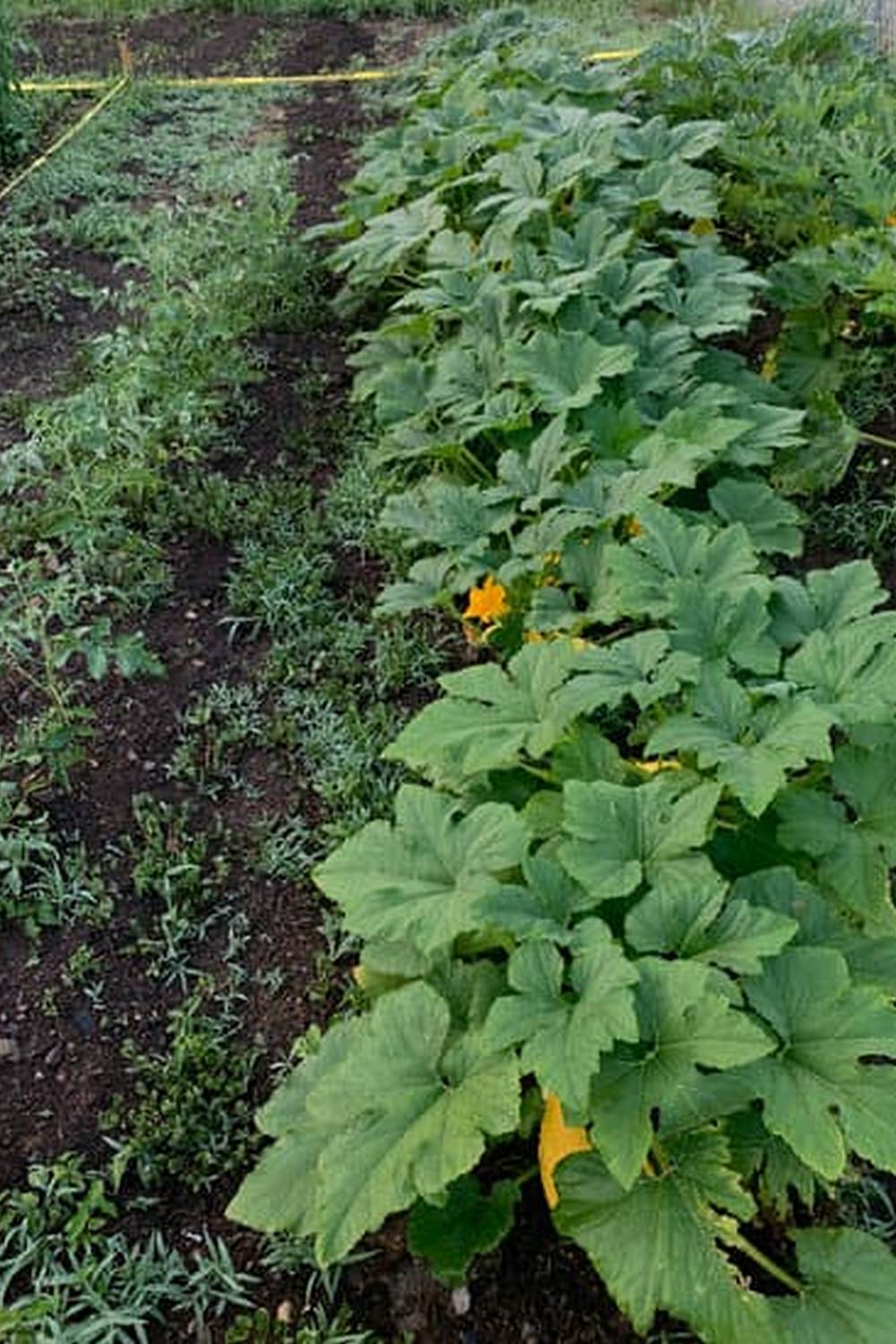 Protect your crops with our top-rated covering for vegetable gardens – the best choice for healthy plants