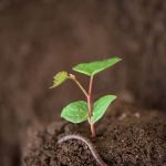 University of Missouri Vegetable Gardening University of Missouri Extension Explore University of Missouri Vegetable Gardening tips with University of Missouri Extension resources