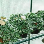 Fresh organic vegetables grown in the garden using sustainable practices