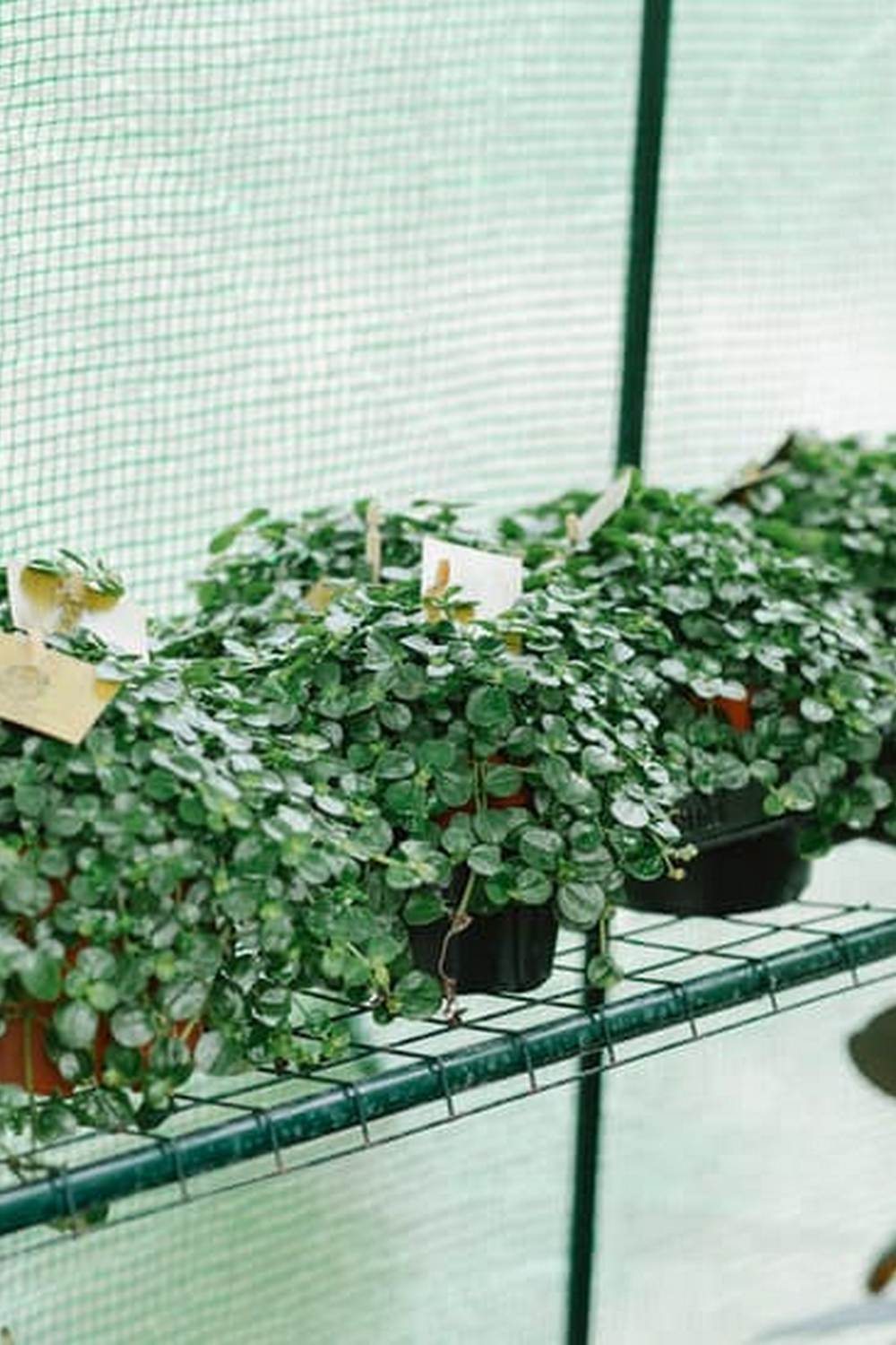 Fresh organic vegetables grown in the garden using sustainable practices