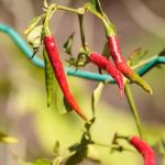 Tips and tricks for success