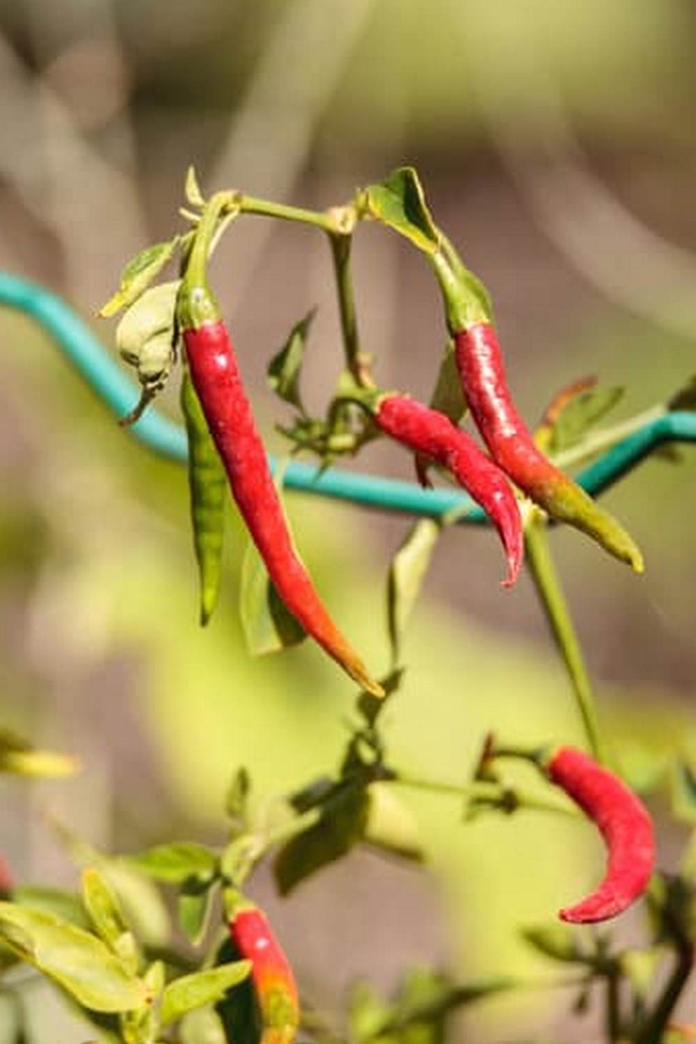 Tips and tricks for success