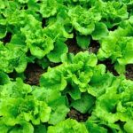 Nutrient-rich organic compost perfect for vegetable gardens - boost growth naturally