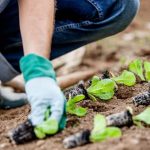 Is There a Weed Spray for Vegetable Gardens IS THERE A WEED SPRAY FOR VEGETABLE GARDENS