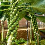 Consider using non-toxic galvanized steel for vegetable gardens to ensure safety and durability