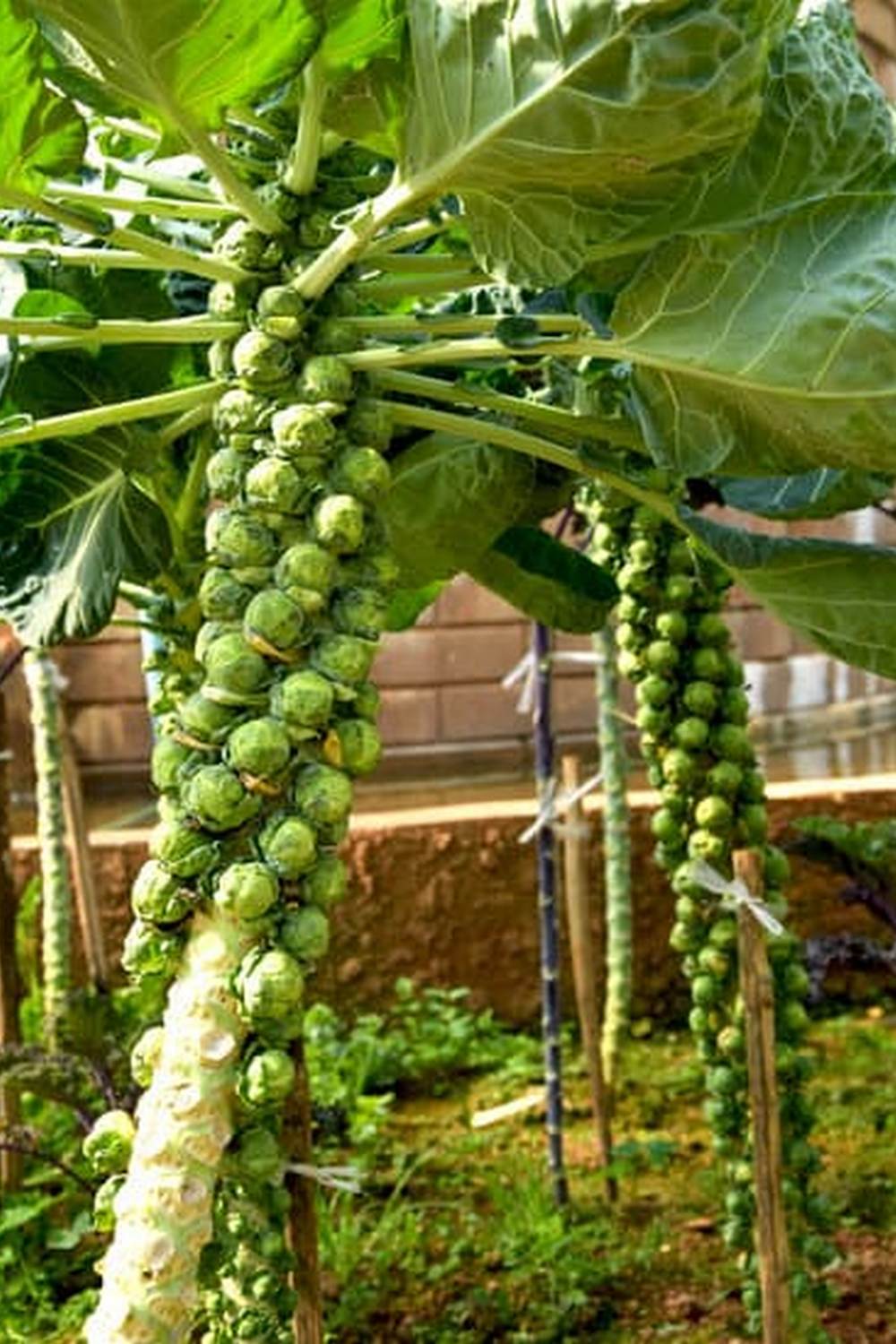 Consider using non-toxic galvanized steel for vegetable gardens to ensure safety and durability