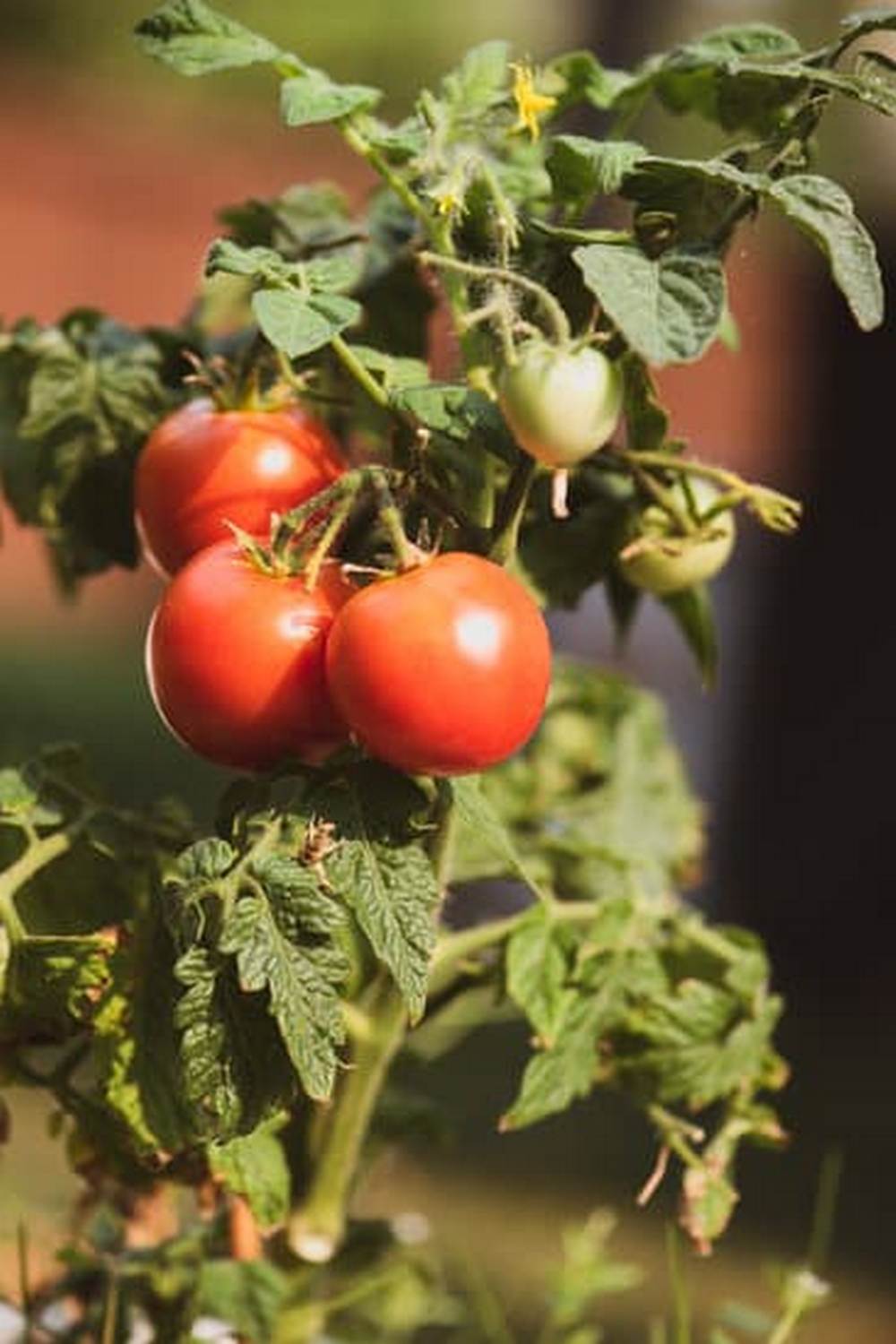 Explore Australia's consumer trends in home vegetable gardening for sustainability and self-sufficiency