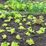 - Comprehensive guide on vegetable gardening in Southern California - THE TIMBER PRESS GUIDE