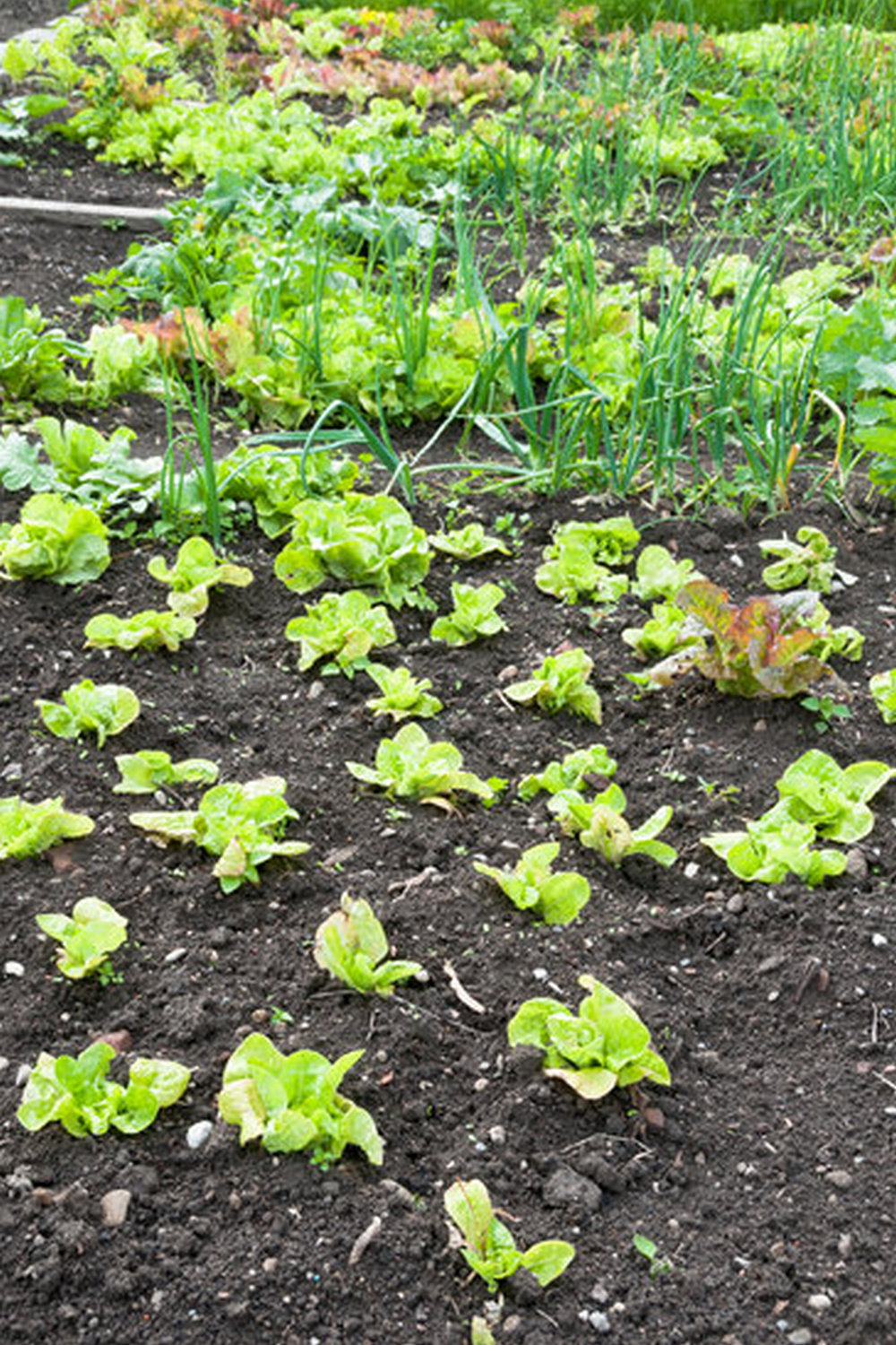 - Comprehensive guide on vegetable gardening in Southern California - THE TIMBER PRESS GUIDE