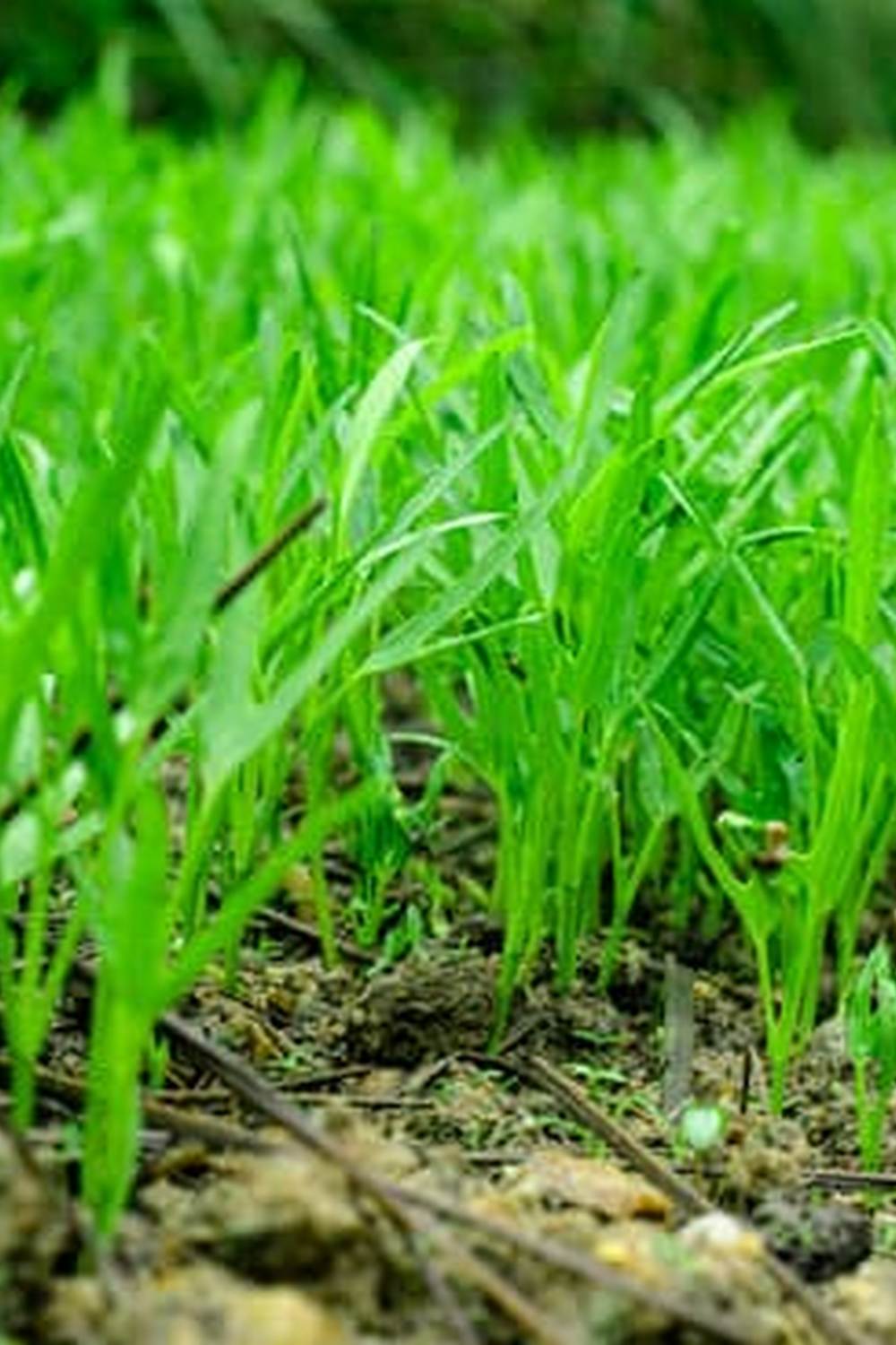 Essential Vegetable Gardening Tips in Urdu for a bountiful harvest