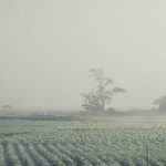 Nutrient-rich bone meal great for enhancing vegetable garden soil quality