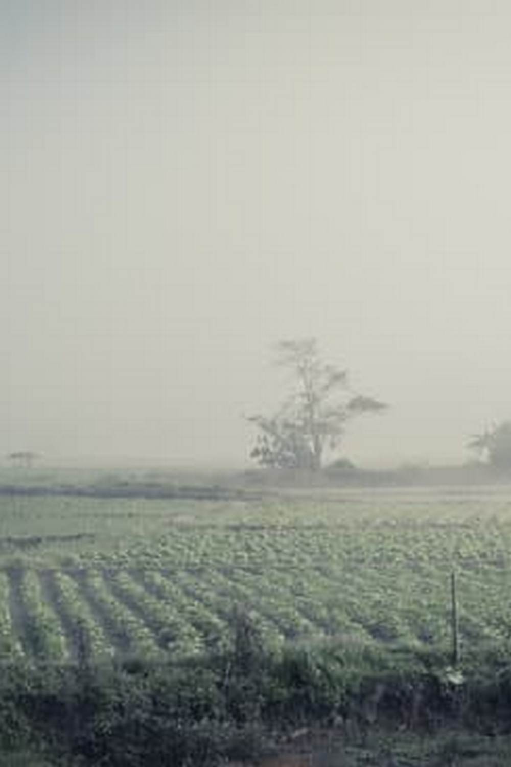 Nutrient-rich bone meal great for enhancing vegetable garden soil quality