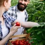 Pictures of Vertical Vegetable Gardening Vertical vegetable gardening photos showcasing innovative and space-saving plant arrangements