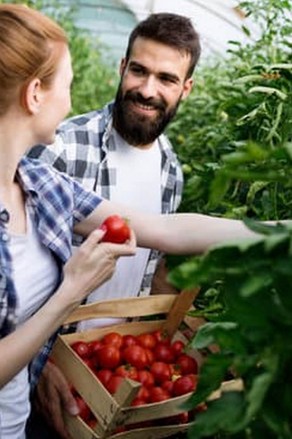 Vertical vegetable gardening photos showcasing innovative and space-saving plant arrangements