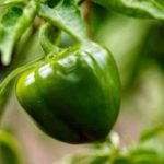 Best Drip Irrigation Timers for Vegetable Gardens - Efficient watering solutions for your garden