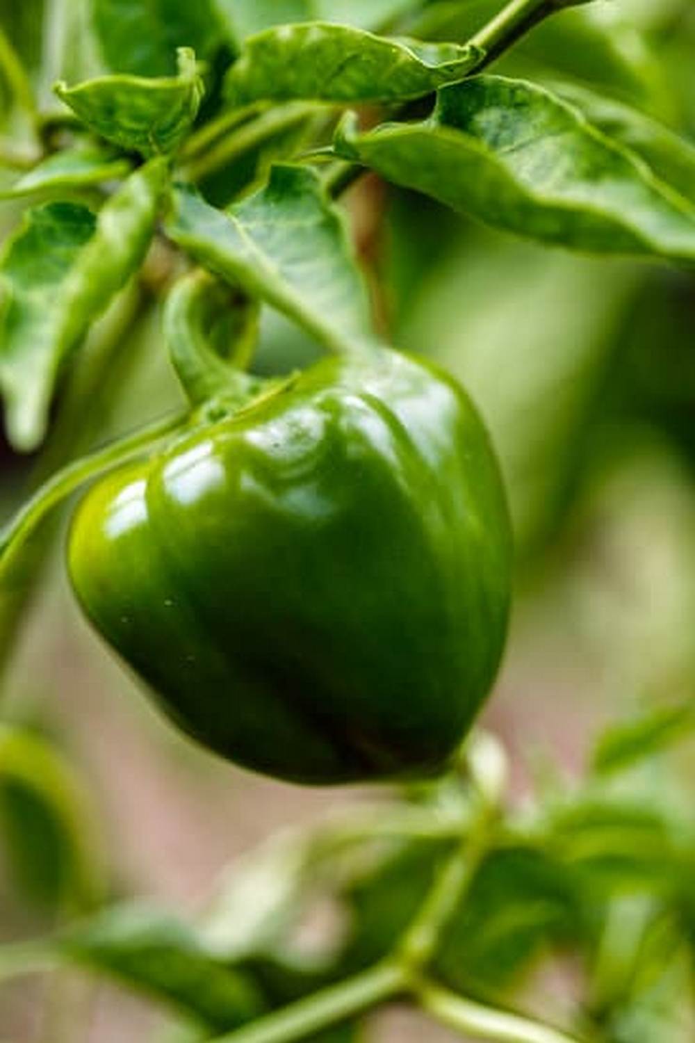 Best Drip Irrigation Timers for Vegetable Gardens - Efficient watering solutions for your garden