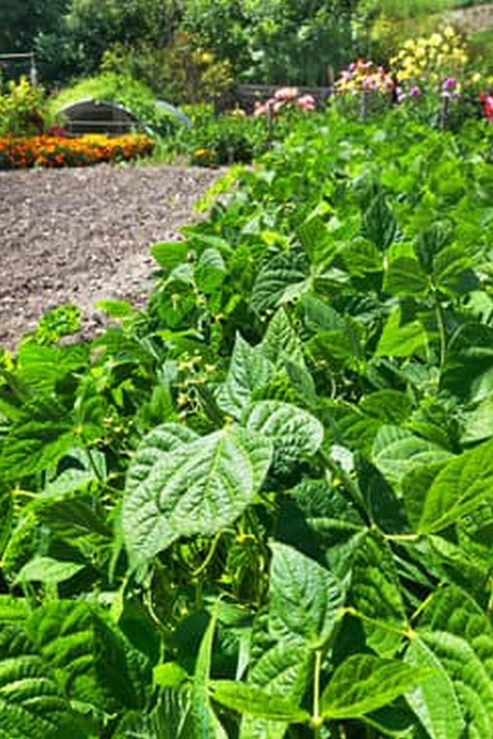 Optimize soil and plan rotation for successive vegetable gardening in NC for best results