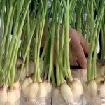 What Type of Mulch Is Best for Vegetable Gardens Optimal types include straw, compost, and wood chips for vegetable gardens