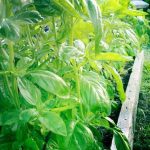 Explore vibrant COOL VEGETABLE GARDENS bursting with colorful produce and unique plant varieties