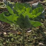 Nourish plants with Expert Gardener Tomato & Vegetable Garden Plant Food for bountiful harvests