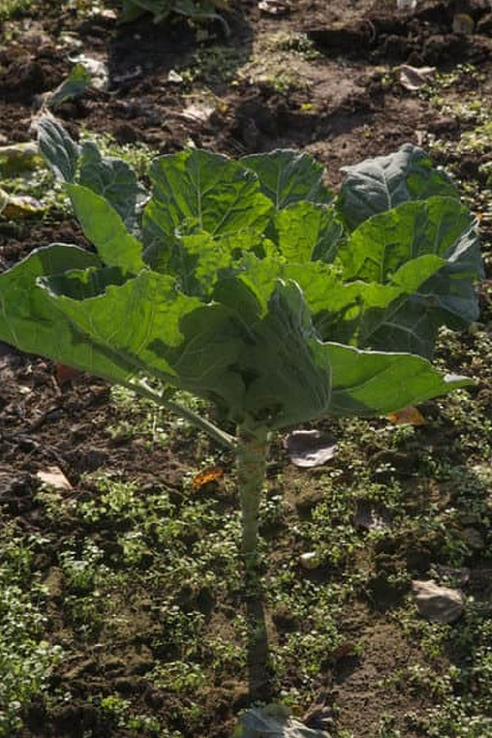 Nourish plants with Expert Gardener Tomato & Vegetable Garden Plant Food for bountiful harvests