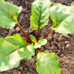 Maximize small spaces with Vertical Vegetable Gardening - A Free Guide by Chris McLaughlin