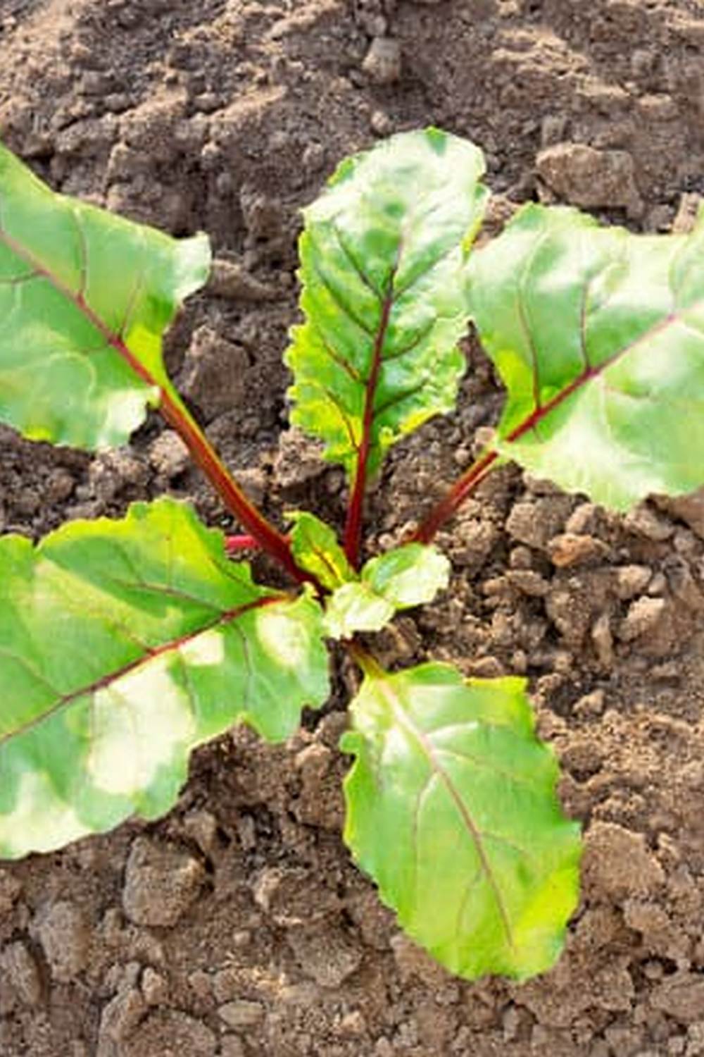 Maximize small spaces with Vertical Vegetable Gardening - A Free Guide by Chris McLaughlin