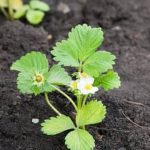 Bug Spray for Vegetable Gardens Effective bug repellent for vegetable gardens to protect plants from pests and insects