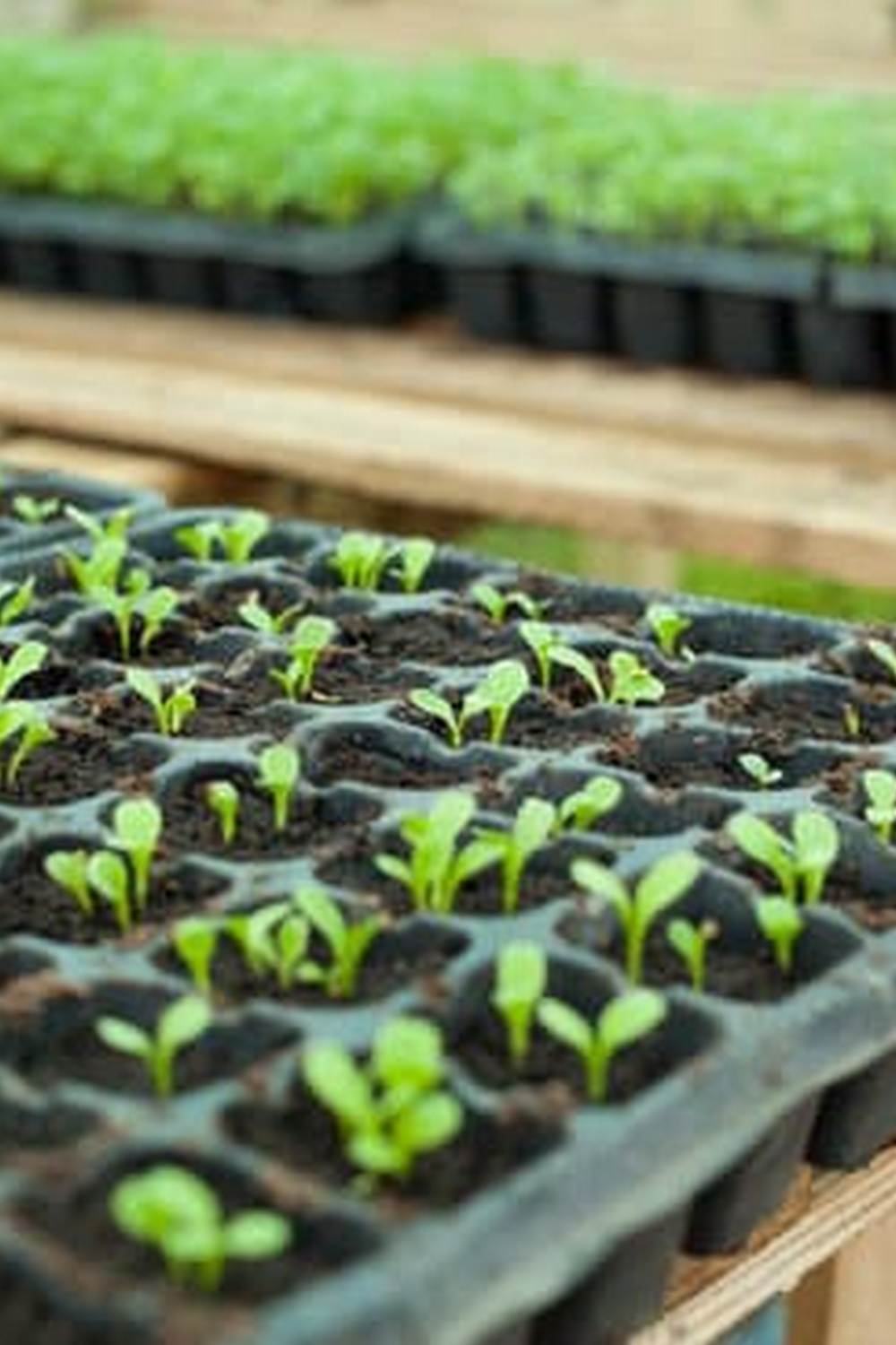 Explore creative projects in Vegetable Gardening Fun Book, ideal for beginners wanting to cultivate plants