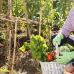 A comprehensive guide to growing traditional crops efficiently