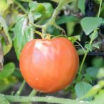 Download the Vegetable Gardeners Handbook PDF for expert advice on growing vegetables successfully