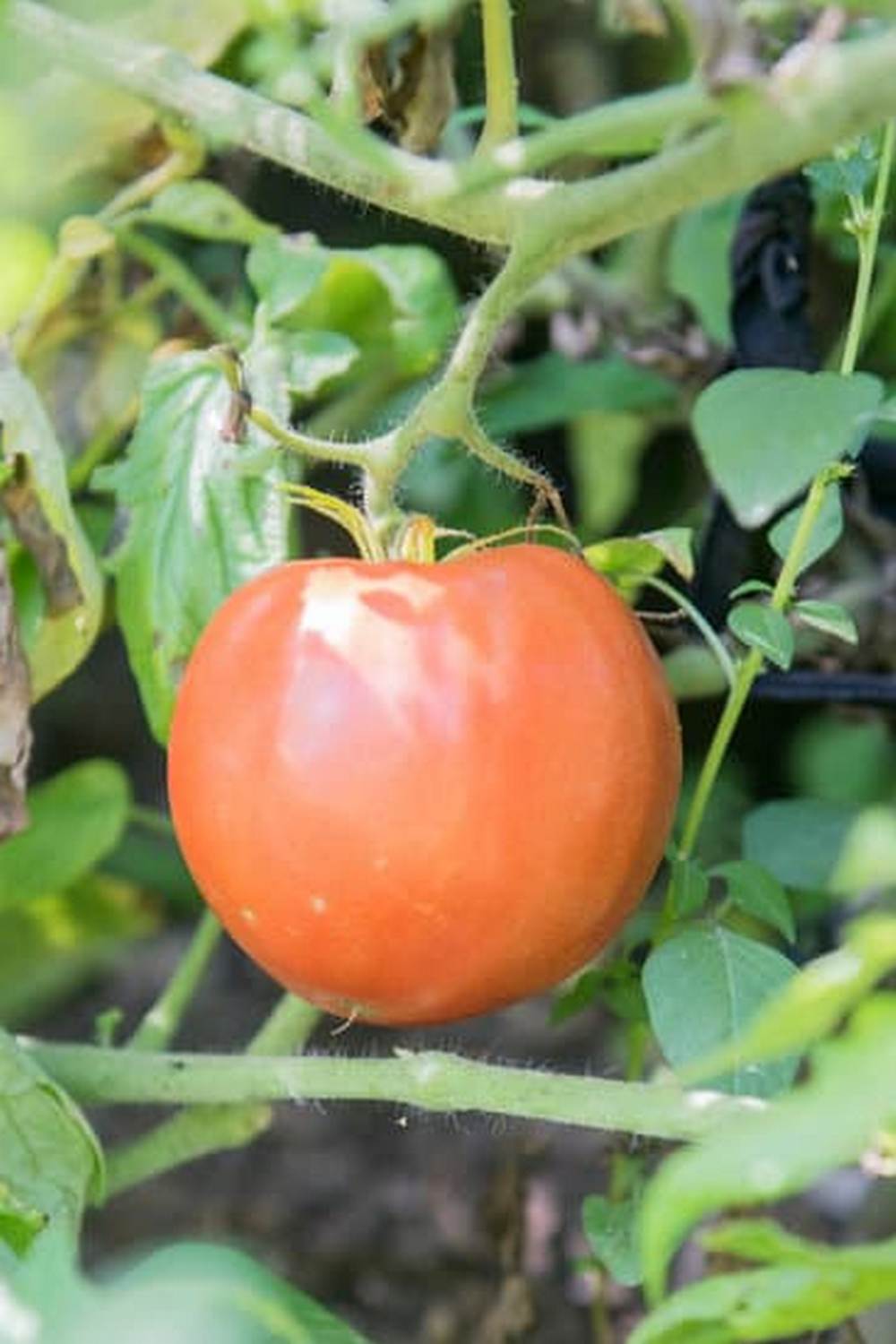 Download the Vegetable Gardeners Handbook PDF for expert advice on growing vegetables successfully