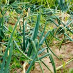 Optimizing companion planting; do flowers help a vegetable garden thrive Discover the benefits firsthand