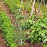 Vibrant flowers blooming amidst bountiful vegetable crops in garden setting